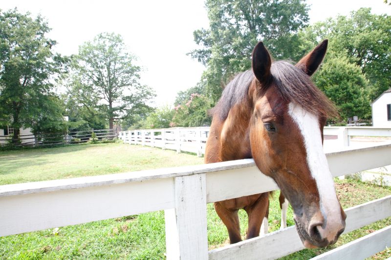 Horse Paddock Installation in Pearland, TX